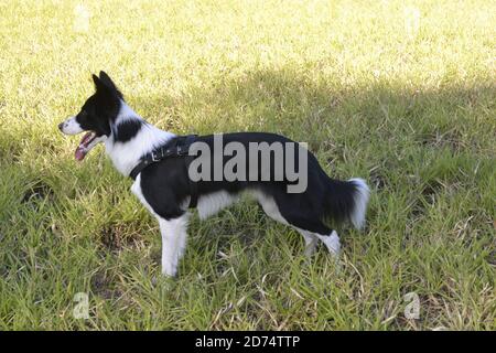 Border Collie cane, in allerta, a piedi su prato verde in foto fuoco selettivo, Brasile, Sud America Foto Stock