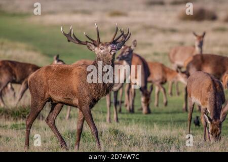 Stagione di rutting in Richmond Park, Southwest London, Inghilterra, UK. 20 Ott 2020. Il predominante maschio di cervo rosso tiene sotto controllo il suo gregge durante la stagione di rutting in Richmond Park, sede di oltre 1,000 caprioli rossi e fragili liberi che vagano durante la rut. Credit: Jeff Gilbert/Alamy Live News Foto Stock