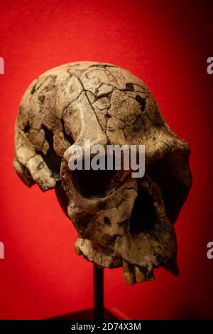 Homo habilis, replica del cranio di Twiggy, Museo Comarcal de Molina de Aragón, Guadalajara, Spagna Foto Stock