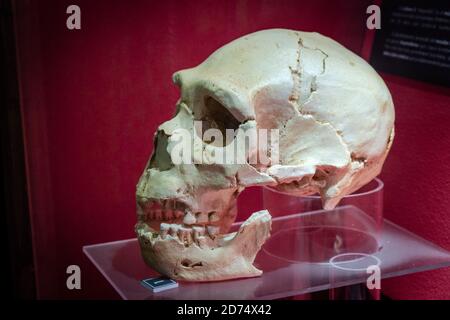 Homo heidelbergensis replica del cranio, Museo Comarcal de Molina de Aragón, Guadalajara, Spagna Foto Stock