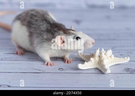 Primo piano simpatico ratto sniffs uno stella bianca. Ritratto roditore. Foto Stock