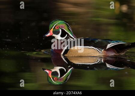 Anatra di legno (Aix sponsora) in autunno Foto Stock