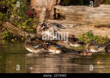 Anatra di legno (Aix sponsora) in autunno Foto Stock