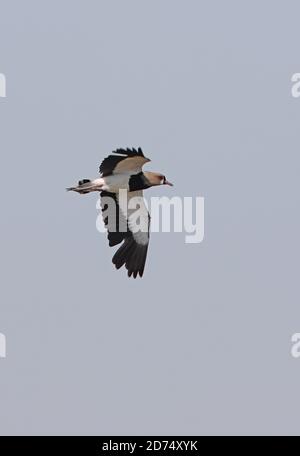 Southern Lapwing (Vanellus chilensis) adulto in volo Buenos Aires Provincia, Argentina Gennaio Foto Stock