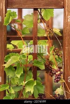 Rustico giardino vite in legno cornice sfondo per il design decorativo. Sfondo verde naturale. Foto verticale. Concetto di giardinaggio. Primo piano. Foto Stock