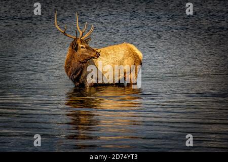 alce in solco presso il parco nazionale di montagna rocciosa Foto Stock