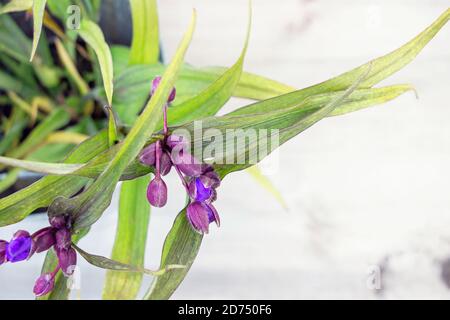 Ohio Spiderwort (Tradescantia ohiensis) fiore pianta in giardino Foto Stock
