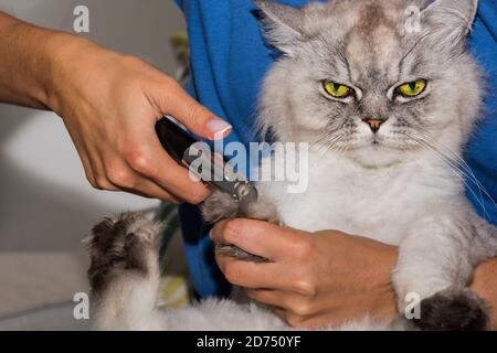 Donna taglia artigli domestici di gatto purebred con regolacapelli o rifinitore. Cura degli animali. Cura delle griffe per animali domestici. Foto Stock