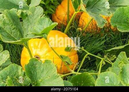 Zucche mature crescere su cespuglio verde in cucina giardino in autunno Foto Stock