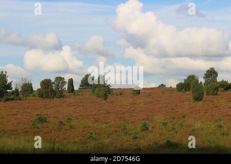 Nella riserva naturale della brughiera di Lüneburg. Una famosa destinazione di viaggio per escursionisti e amanti della natura. Vicino a Wilsede, Germania del Nord, Europa. Foto Stock