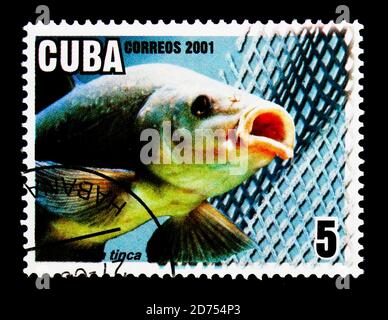 MOSCA, RUSSIA - 25 NOVEMBRE 2017: Un francobollo stampato a Cuba mostra il tench (Tinca tinca), Serie di acquacoltura, circa 2001 Foto Stock