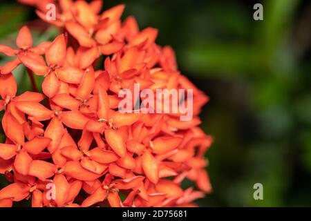 Beautiful red Spike fiore fioritura, rosso Ixora fiore, e foglie verdi con sfondo splendidamente sfocato. Foto Stock