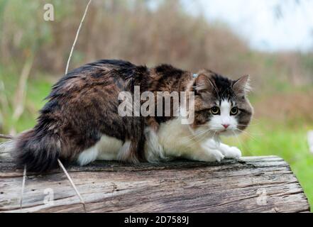 Un bel gatto di Bobtail Kurilian cammina nella foresta. PET seduto su un tronco d'albero, primo piano ritratto. Felino morbido bicolore a strisce. Foto Stock