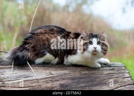 Un bel gatto di Bobtail Kurilian cammina nella foresta. PET seduto su un tronco d'albero, primo piano ritratto. Felino morbido bicolore a strisce. Foto Stock