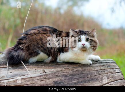 Un bel gatto di Bobtail Kurilian cammina nella foresta. PET seduto su un tronco d'albero, primo piano ritratto. Felino morbido bicolore a strisce. Foto Stock