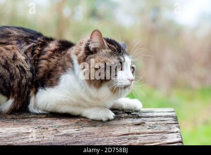 Un bel gatto di Bobtail Kurilian cammina nella foresta. PET seduto su un tronco d'albero, primo piano ritratto. Felino morbido bicolore a strisce. Foto Stock