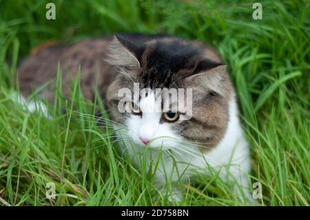 Un bel gatto di Bobtail Kurilian cammina siede nell'erba verde. PET, primo piano verticale. Felino morbido bicolore a strisce. Foto Stock