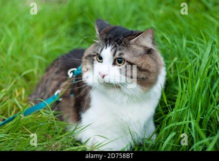 Un bel gatto di Bobtail Kurilian cammina siede nell'erba verde. PET, primo piano verticale. Felino morbido bicolore a strisce. Foto Stock