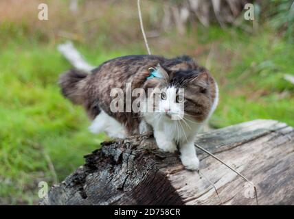 Un bel gatto di Bobtail Kurilian cammina nella foresta. PET seduto su un tronco d'albero, primo piano ritratto. Felino morbido bicolore a strisce. Foto Stock