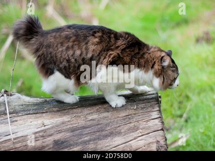 Un bel gatto di Bobtail Kurilian cammina nella foresta. PET seduto su un tronco d'albero, primo piano ritratto. Felino morbido bicolore a strisce. Foto Stock