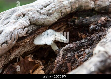 Fungo blu in un albero morto Foto Stock