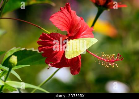 Farfalla gialla calata e alimentazione da un tropicale aperto fiore rosso Foto Stock