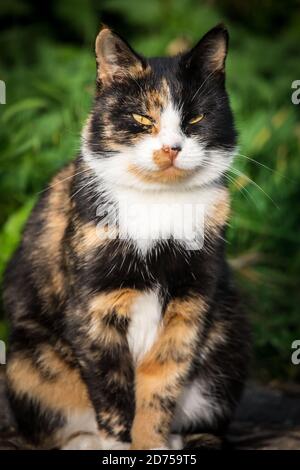 Tortoiseshell gatto fattoria seduto al sole Foto Stock