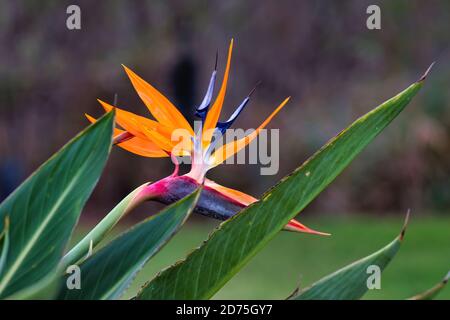 Splendido primo piano di un uccello luminoso e colorato di fiori da paradiso. Foto Stock