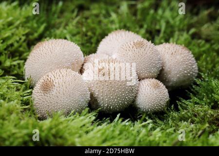 Un nido di Puffballs comuni, Lycoperdon perlatum, giovani esemplari sono considerati un buon fungo commestibile. Foto Stock