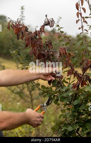 Brunch di taglio dell'uomo infettato da fuoco blight, fuoco d'artificio, mela cotogna e pera malattia causata da batteri Erwinia amylovora Foto Stock