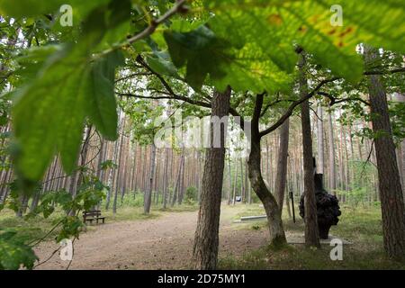 L'albero sembrava un uomo sparato vicino ad una di almeno 30 tombe di massa da 12.000 a 14.000 intellettuali polacchi (attivisti nazionali, insegnanti, sacerdoti) Foto Stock