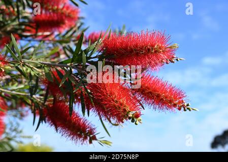 Una fotografia closeup di fiori di callistemon (bottlebrush), con uno sfondo blu cielo Foto Stock