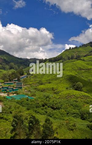 Boh Tea Plantation, Sungei Palas, Cameron Highlands, Pahang, Malesia. File di case per i lavoratori e le loro famiglie formano un villaggio in fondo a t Foto Stock