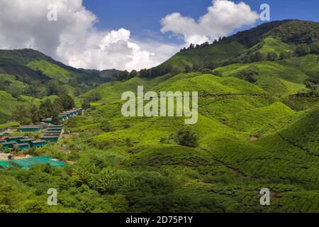 Boh Tea Plantation, Sungei Palas, Cameron Highlands, Pahang, Malesia. File di case per i lavoratori e le loro famiglie formano un villaggio in fondo a t Foto Stock