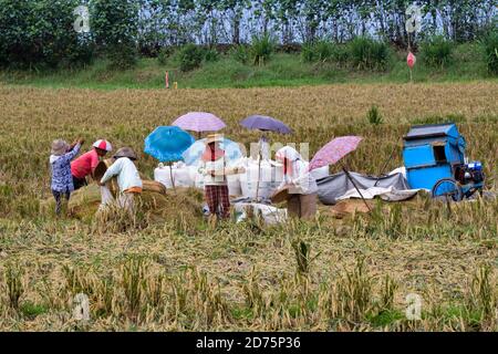 Donne del villaggio che raccolgono riso a Bali, Indonesia. I cestelli tessuti piatti sono usati per vinnora il riso e separarlo dalla pula. Sulla destra si trova un pri Foto Stock