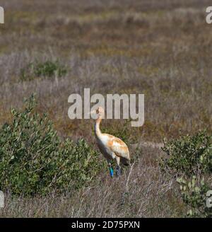Whooping Crane Chick, Grus americana, all'Aransas National Wildlife Refuge, Gulf Coast, Texas. L'uccello nordamericano più alto. In pericolo. Uccelli inverno A. Foto Stock