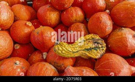 Gourds nella rugiada di mattina Foto Stock