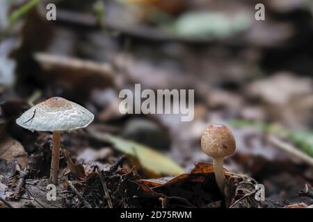 Il Dappellante (Lepiota cristata) è un fungo velenoso , foto macro impilata Foto Stock