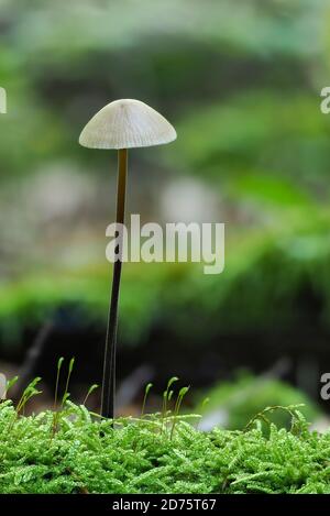 Il Paracadute d'aglio (Micetinis alliaceus) è una foto macro impilata di funghi commestibili Foto Stock