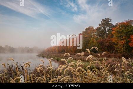 Gelido caduta mattina sulla palude come nebbia sale Foto Stock