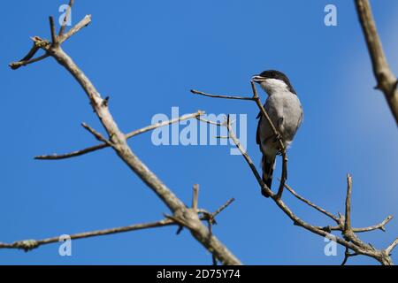 Fiscal Shrike Bird on Tree Branch (Lanius collaris) Foto Stock