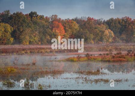 Gelido caduta mattina sulla palude come nebbia sale Foto Stock