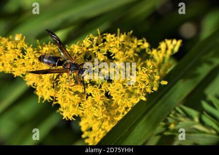 Un wasp di carta sul nettare di raccolta del goldenrod. Foto Stock