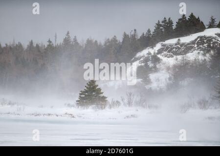 Un albero di Natale siede sul bordo di un laghetto congelato. Il vento muove la polvere leggera della neve intorno e circa. Foto Stock