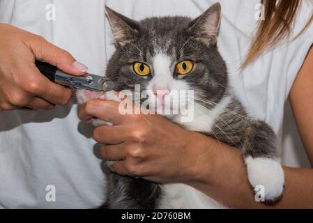 La donna taglia le artigli dei gatti con il regolacapelli o il rifinitore. Cura degli animali. Cura delle griffe per animali domestici Foto Stock