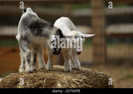 Lovely Baby Goats giocare su Hay, New England, Stati Uniti Foto Stock