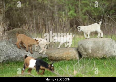 Lovely Baby Goats giocare su Rock, New England, Stati Uniti Foto Stock