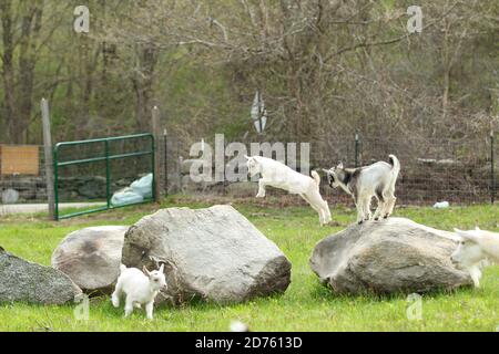 Lovely Baby Goats giocare su Rock, New England, Stati Uniti Foto Stock