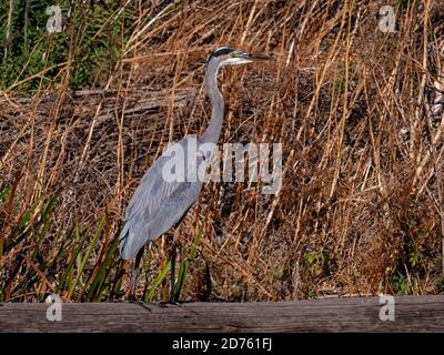 Blue Heron a Staten Island Preserve, California Foto Stock