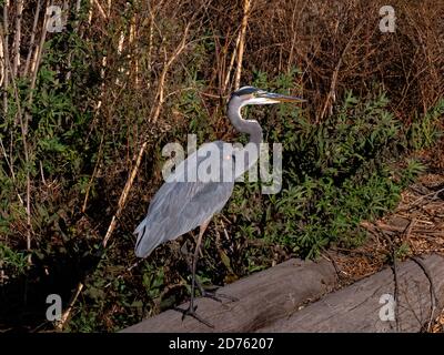 Blue Heron a Staten Island Preserve, California Foto Stock